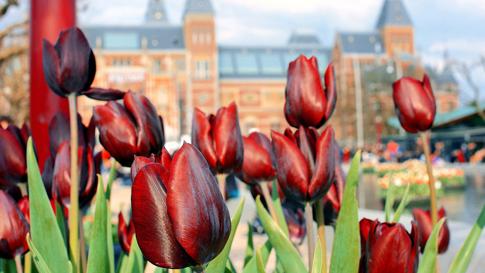 10 tipů, co dělat a vidět v Amsterdamu